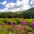 Fireweed in the Highland Meadow