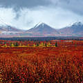 Autumn Blaze in the Alaskan Wilderness